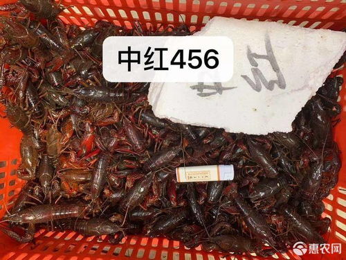 珠海精品小龙虾批发日供一千斤左右价格13元 斤 惠农网